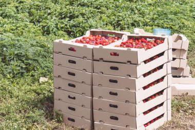 Çilek hasat. Yeşil kuyruklarla iştah açıcı bir kırmızı çilek alanda bir karton kutuda yatıyor.