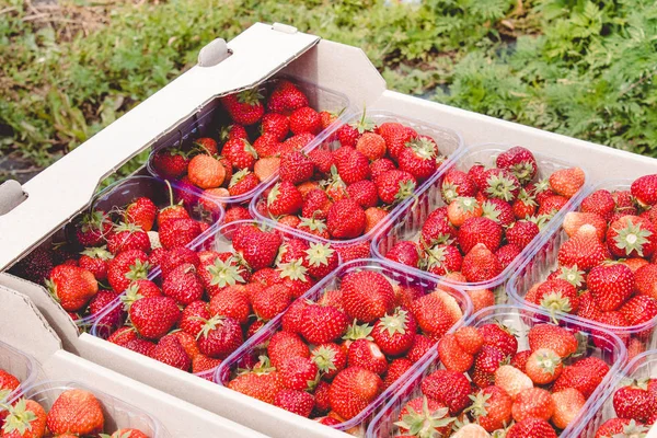 Strawberry harvest. An appetizing red strawberry with green tails lies in a carton box on the field.