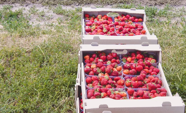 Strawberry harvest. An appetizing red strawberry with green tails lies in a carton box on the field.