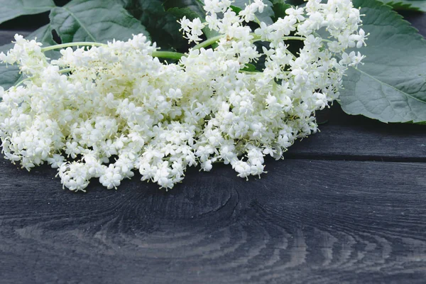 White elderberry flowers and leaves from the garden on a rustic wooden background. There is a place for your text.