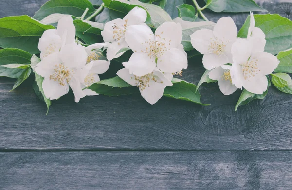 White jasmine flowers and green leaves lie on a wooden background. There is a place for your text.