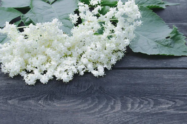 Fehér bodza virágok és levelek a kertből rusztikus fa háttérben. Van egy hely a szövegben. — Stock Fotó