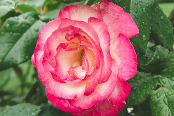 Rosa solitaria con gotas de lluvia entre el follaje . —  Fotos de Stock