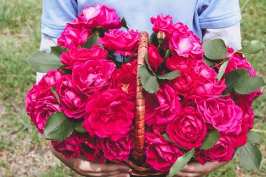 çayırda bir sepet içinde kırmızı güller.