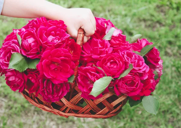 red roses in a basket in the meadow.