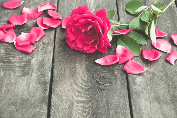 Розы и лепестки на старой деревянной доске. Рама цветов . — стоковое фото