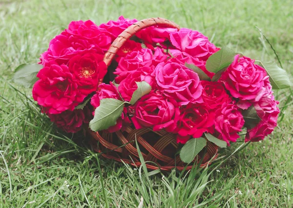 Красные розы в корзине на лугу . — стоковое фото