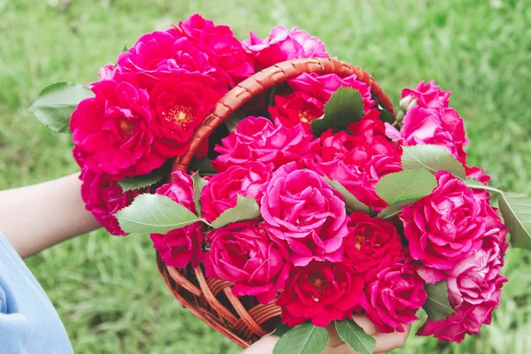 red roses in a basket in the meadow.