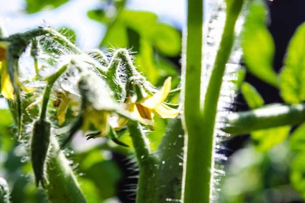 Bright yellow flowers of tomatoes. Tomato flowers on the stem.