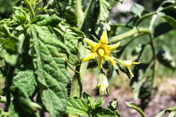 Bright yellow flowers of tomatoes. Tomato flowers on the stem.
