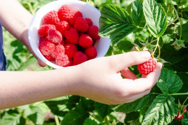 Açık lezzetli olgun sulu ahududu ile beyaz bir kase elinde, ahududu hasat.