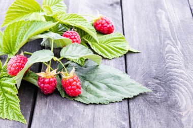 Eski koyu kurulların arka planda yeşil yaprakları ile olgun kırmızı ahududu. Kopyalama alanı.