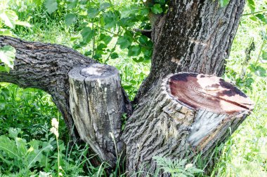 Yeşil çim arka plan üzerinde ağaç ve kütük.