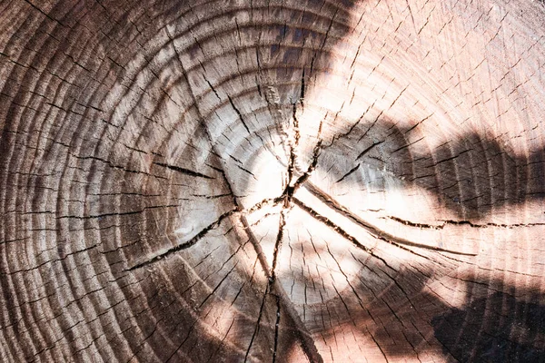 the stump of a felled tree is a section of the trunk with annual rings.