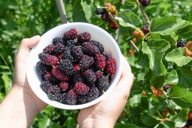 Lezzetli olgun sulu dut açık havada beyaz bir kase elinde