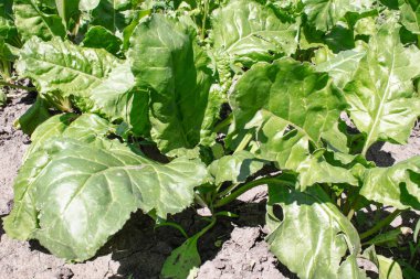 tarım alanında yeşil pancar üstleri, tarlada şeker pancarı.