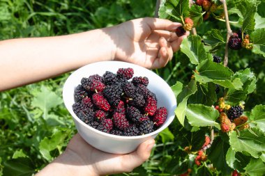 Lezzetli olgun sulu dut açık havada beyaz bir kase elinde
