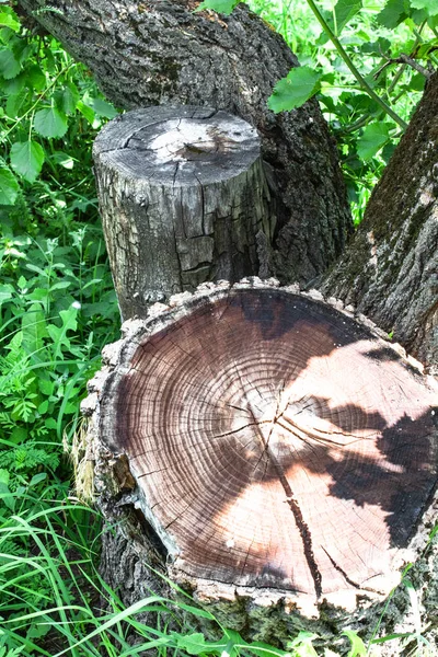 Yeşil çim arka plan üzerinde ağaç ve kütük.