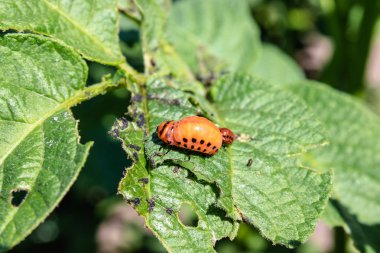 Patates yapraklarında Colorado patates böceği larvaları. Tarım salemisi. Colorado patates böceği patates yaprakları yiyor.
