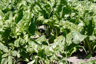 tarım alanında yeşil pancar üstleri, tarlada şeker pancarı.