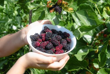 Lezzetli olgun sulu dut açık havada beyaz bir kase elinde