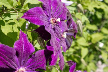 Yeşil yaprakların bir arka plan üzerinde bahçede Blooming mor clematis.