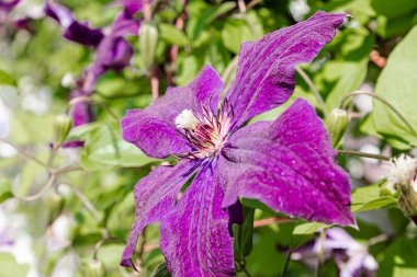 Yeşil yaprakların bir arka plan üzerinde bahçede Blooming mor clematis.