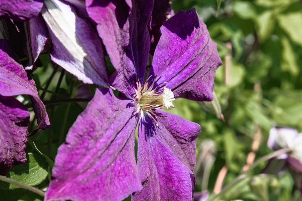 Yeşil yaprakların bir arka plan üzerinde bahçede Blooming mor clematis.