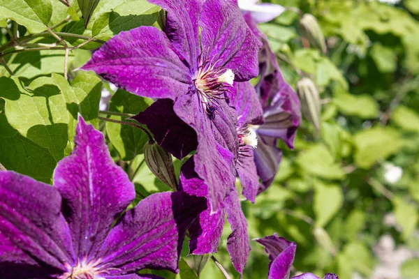 Clematis púrpura floreciente en el jardín sobre un fondo de hojas verdes . —  Fotos de Stock