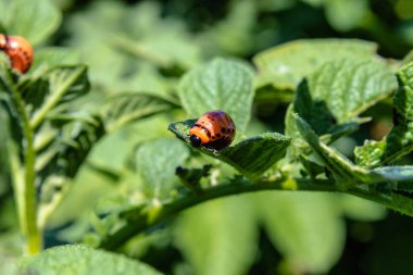 Patates yapraklarında Colorado patates böceği larvaları. Tarım salemisi. Colorado patates böceği patates yaprakları yiyor.