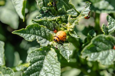 Patates yapraklarında Colorado patates böceği larvaları. Tarım salemisi. Colorado patates böceği patates yaprakları yiyor.
