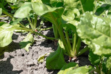 tarım alanında yeşil pancar üstleri, tarlada şeker pancarı.