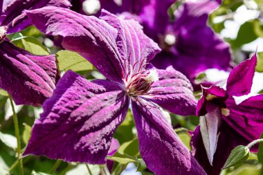 Güzel çiçekler clematis çiçek lenme. Bahçede büyük bir clematis çalıyetişir..