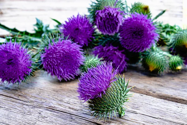 Ahşap arka plan üzerinde Tıbbi bitki devedikeni. Devedikeni çiçekleri.