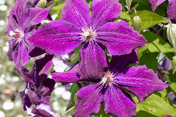 Clematis púrpura floreciente en el jardín sobre un fondo de hojas verdes . —  Fotos de Stock