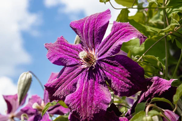 Clematis floreciente en el jardín. Un gran arbusto de clematis crece en el jardín . —  Fotos de Stock