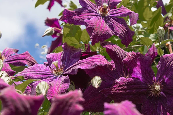 Lindas flores florescendo clematis. Um grande arbusto clematis cresce no jardim . — Fotografia de Stock