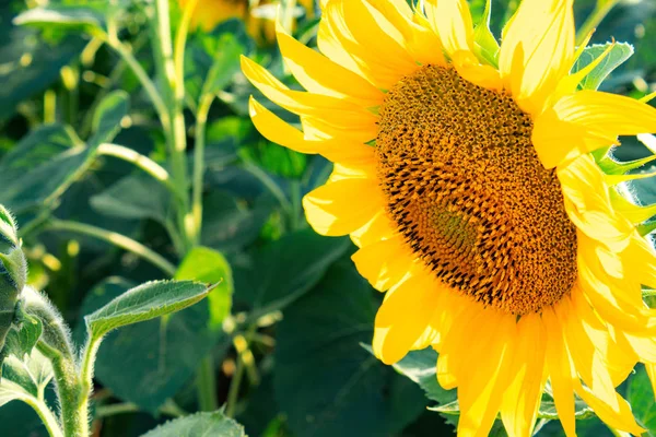 Tournesols Tournesol sur un fond de feuilles vertes dans l'agriculture d'été . — Photo