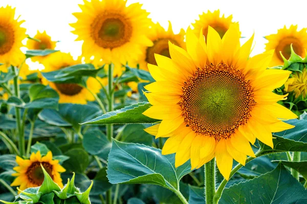 Sonnenblumenfeld in der Sommerlandwirtschaft. gelbe Sonnenblumen. — Stockfoto
