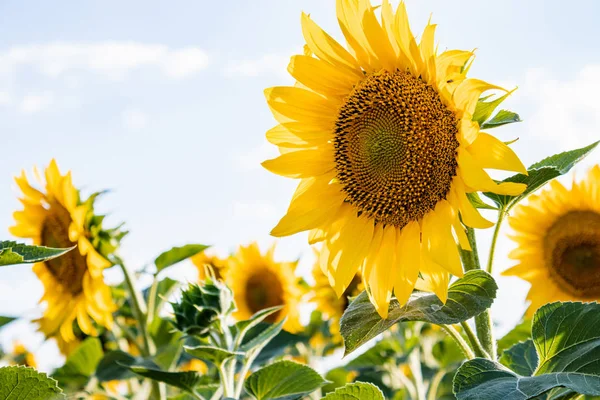 Sonnenblumen gegen den Himmel. Sonnenblumen in der Landwirtschaft im Sommer. — Stockfoto