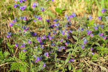 Kekimli çim Breckland, vahşi keklik Breckland, keklik veya kekme çiçek sürünüyor. Doğal ortamda mutfak maddesi ve aromatik baharat