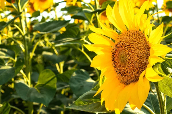 Tournesols Tournesol sur un fond de feuilles vertes dans l'agriculture d'été . — Photo