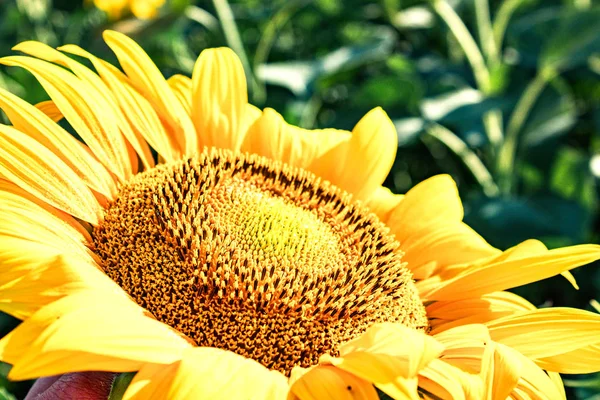 Sonnenblumen Sonnenblume auf einem Hintergrund aus grünen Blättern in der Sommerlandwirtschaft. — Stockfoto