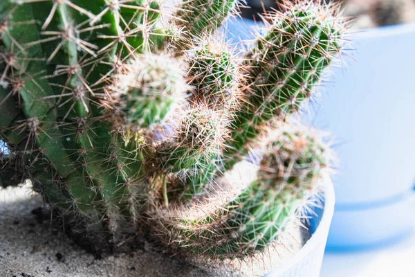 Cactus dans un pot sur une étagère blanche contre le mur close-up . — Photo
