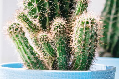 Mavi tencerede kaktüs. Duvar arka planına karşı beyaz bir raf üzerinde kaktüs bir pot houseplant.
