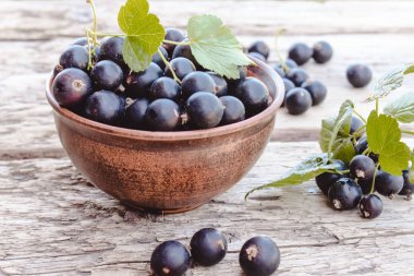 Yeşil yaprakları yakın ahşap arka planda bir kase taze olgun frenk üzümü çilek. Sulu meyve kuş üzümü. Siyah frenk üzümü