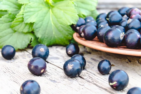 Baies de groseilles fraîches mûres dans un bol sur fond de bois près des feuilles vertes. Cassis de fruits juteux. Cassis — Photo