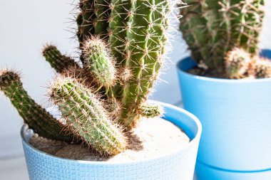 Mavi tencerede kaktüs. Duvar arka planına karşı beyaz bir raf üzerinde kaktüs bir pot houseplant.