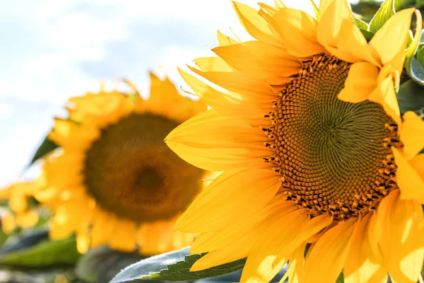 Sonnenblumen gegen den Himmel. Sonnenblumen in der Landwirtschaft im Sommer. — Stockfoto