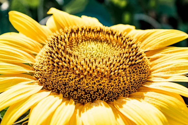 Tournesols Tournesol sur un fond de feuilles vertes dans l'agriculture d'été . — Photo